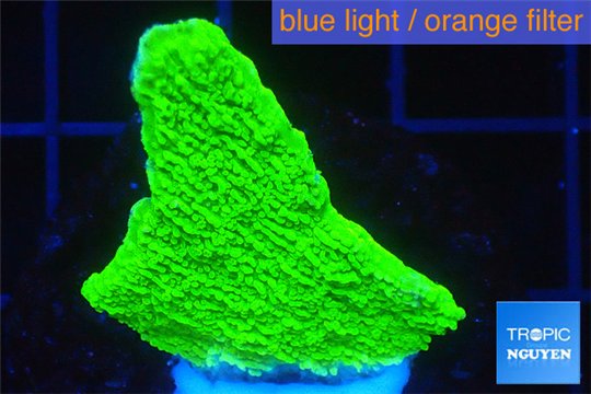 Montipora green cap 2-3 cm WYSIWYG acclimaté