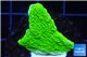 Montipora green cap 2-3 cm WYSIWYG acclimaté