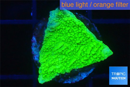 Montipora green cap 1-2 cm WYSIWYG acclimaté