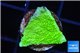Montipora green cap 1-2 cm WYSIWYG acclimaté