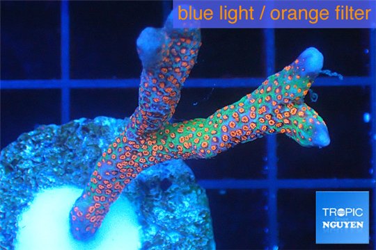 Montipora digitata red blue 3-4 cm WYSIWYG acclimaté