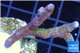 Montipora digitata red blue 3-4 cm WYSIWYG acclimaté