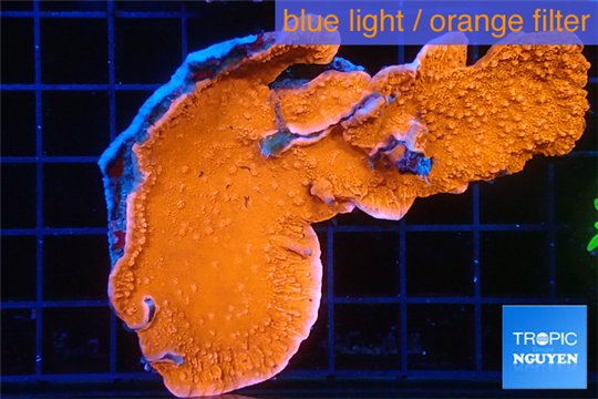 Montipora red cap 6-8 cm WYSIWYG acclimaté
