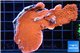 Montipora red cap 6-8 cm WYSIWYG acclimaté