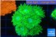 Duncanopsammia green 6-7 polyps WYSIWYG acclimaté