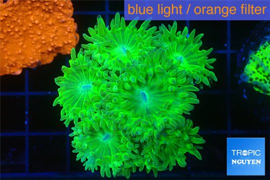 Duncanopsammia green 6-7 polyps WYSIWYG acclimaté