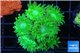Duncanopsammia green 6-7 polyps WYSIWYG acclimaté