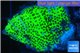 Montipora green & purple polyps 3-4 cm WYSIWYG acclimaté