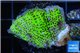 Montipora green & purple polyps 3-4 cm WYSIWYG acclimaté