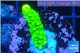Acropora full neon green 2-3 cm WYSIWYG acclimaté