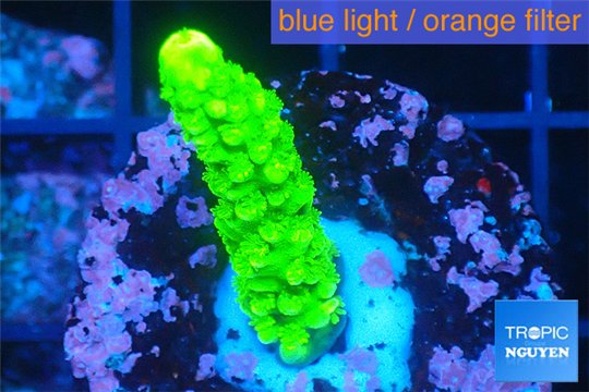Acropora full neon green 2-3 cm WYSIWYG acclimaté