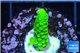 Acropora full neon green 2-3 cm WYSIWYG acclimaté