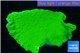 Montipora green cap 3-4 cm WYSIWYG acclimaté