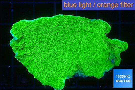 Montipora green cap 3-4 cm WYSIWYG acclimaté