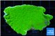 Montipora green cap 3-4 cm WYSIWYG acclimaté