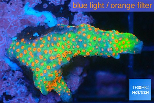 Montipora red fire foret 2-3 cm WYSIWYG acclimaté
