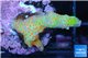 Montipora red fire foret 2-3 cm WYSIWYG acclimaté