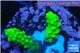 Acropora full neon green 2-3 cm WYSIWYG acclimaté