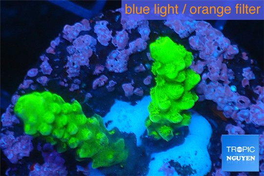 Acropora full neon green 2-3 cm WYSIWYG acclimaté