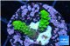 Acropora full neon green 2-3 cm WYSIWYG acclimaté