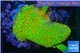 Montipora red fire foret 3-4 cm WYSIWYG acclimaté