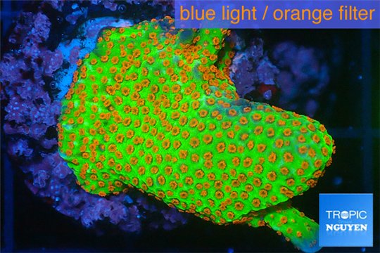 Montipora red fire foret 3-4 cm WYSIWYG acclimaté