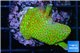 Montipora red fire foret 3-4 cm WYSIWYG acclimaté