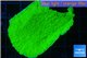 Montipora green cap 3-4 cm WYSIWYG acclimaté