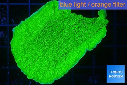 Montipora green cap 3-4 cm WYSIWYG acclimaté