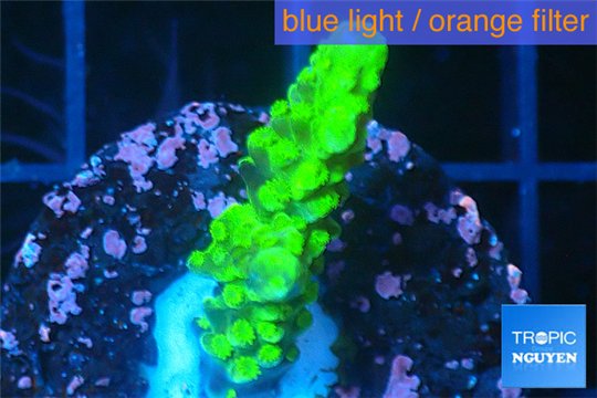 Acropora full neon green 2-3 cm WYSIWYG acclimaté