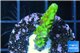 Acropora full neon green 2-3 cm WYSIWYG acclimaté