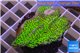 Montipora green & purple polyps 3-4 cm WYSIWYG acclimaté