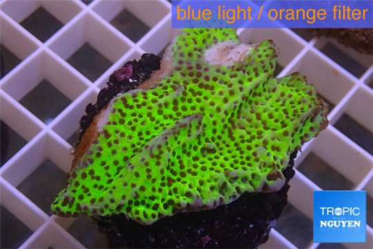 Montipora green & purple polyps 3-4 cm WYSIWYG acclimaté
