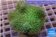 Sarcophyton green body & long polyps 7-12 cm WYSIWYG acclimaté
