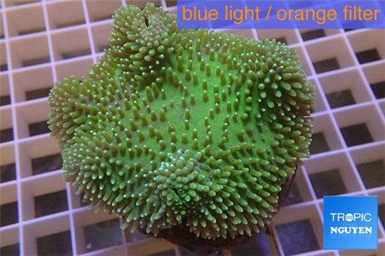 Sarcophyton green body & long polyps 7-12 cm WYSIWYG acclimaté