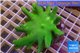Lobophythum green body 9-10 cm WYSIWYG acclimaté