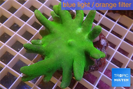 Lobophythum green body 9-10 cm WYSIWYG acclimaté