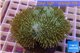 Sarcophyton long polyps 7-12 cm WYSIWYG acclimaté