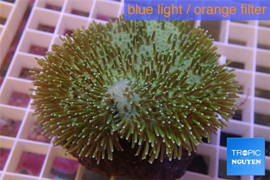 Sarcophyton long polyps 7-12 cm WYSIWYG acclimaté