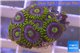 Zoanthus neon green magician blue 12-15 polyps WYSIWYG acclimaté