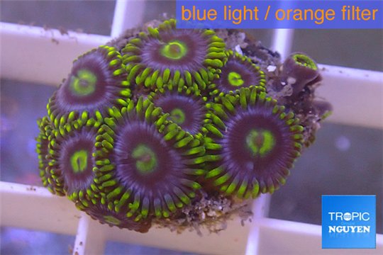 Zoanthus neon green magician blue 12-15 polyps WYSIWYG acclimaté