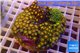 Zoanthus premium mix color 8-12 cm WYSIWYG acclimaté