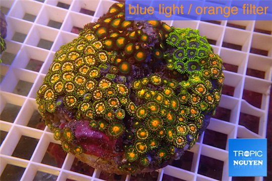 Zoanthus premium mix color 8-12 cm WYSIWYG acclimaté