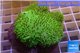 Sarcophyton green body & long polyps 7-12 cm WYSIWYG acclimaté