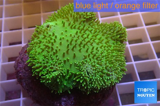 Sarcophyton green body & long polyps 7-12 cm WYSIWYG acclimaté