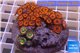 Zoanthus premium 9-12 cm WYSIWYG acclimaté