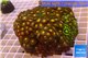 Zoanthus garden mix color 9-12 cm WYSIWYG acclimaté