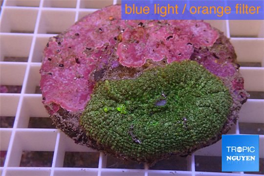 Rhodactis green big leaf 5-6 cm WYSIWYG acclimaté