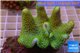 Sarcophyton full neon green polyps Australia 7-10 cm WYSIWYG acclimaté