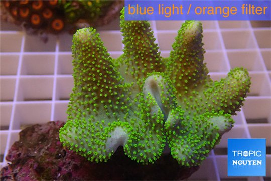 Sarcophyton full neon green polyps Australia 7-10 cm WYSIWYG acclimaté